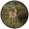 646054914292 Wgi Gallery First Light Buck Multicolor Wood And