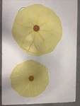 Set Of 2 Charles Viancin Silicone Lid Yellow Lily Pad 13.5" & 10.5" Food Grade. Fixed Price $20.00.