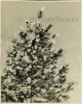 1938 Press Photo Richard Elam Ties Canvas Bags Over Flowers High Pine Tree. Fixed Price $24.99.