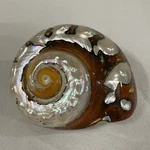 2" X 3" African Sarmaticus Turbo Hermit Crab Shell Nautical Decor Iridescent. Fixed Price $13.50.
