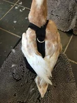 Hen Holster Duck Diaper Goose Removable Liners. Fixed Price $29.99.