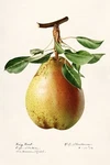 13305.WALL Decor Poster.watercolor Art.room Interior Design.kitchen.pear Fruit. Fixed Price $19.00.