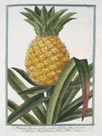 13434.DECOR Poster.home Wall Interior Design.pineapple Drawing Botanical Fruit. Fixed Price $21.00.