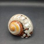 2" X 3" African Sarmaticus Turbo Hermit Crab Shell Nautical Decor Iridescent. Fixed Price $19.67.