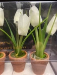 New Pottery Barn Potted Tulip Flowers Place Name Card Holder Set Of Four 4" Tall. Fixed Price $32.99.