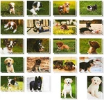 Best Paper Greetings Blank Puppy Dog 40 Count (pack Of 1), Multicolor. Fixed Price $14.41.