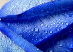 Blue Rose Premium Poster Film Print High Quality Thick Paper. Fixed Price $8.57.