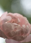 Delicate Plume Rose Premium Poster Film Print High Quality Thick Paper. Fixed Price $8.57.